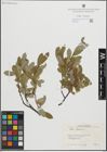Foto von Salix glauca L.